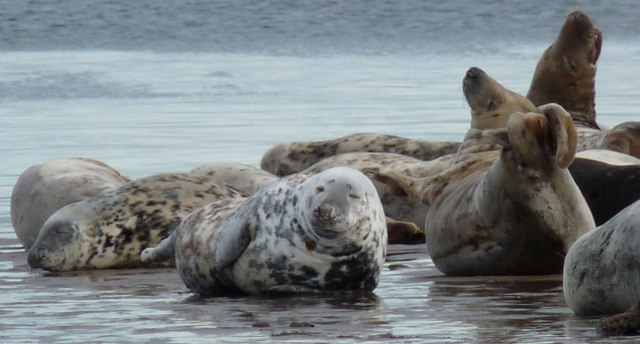 Grey seals hauled out on a sandbank near Tentsmuir Point, Scotland