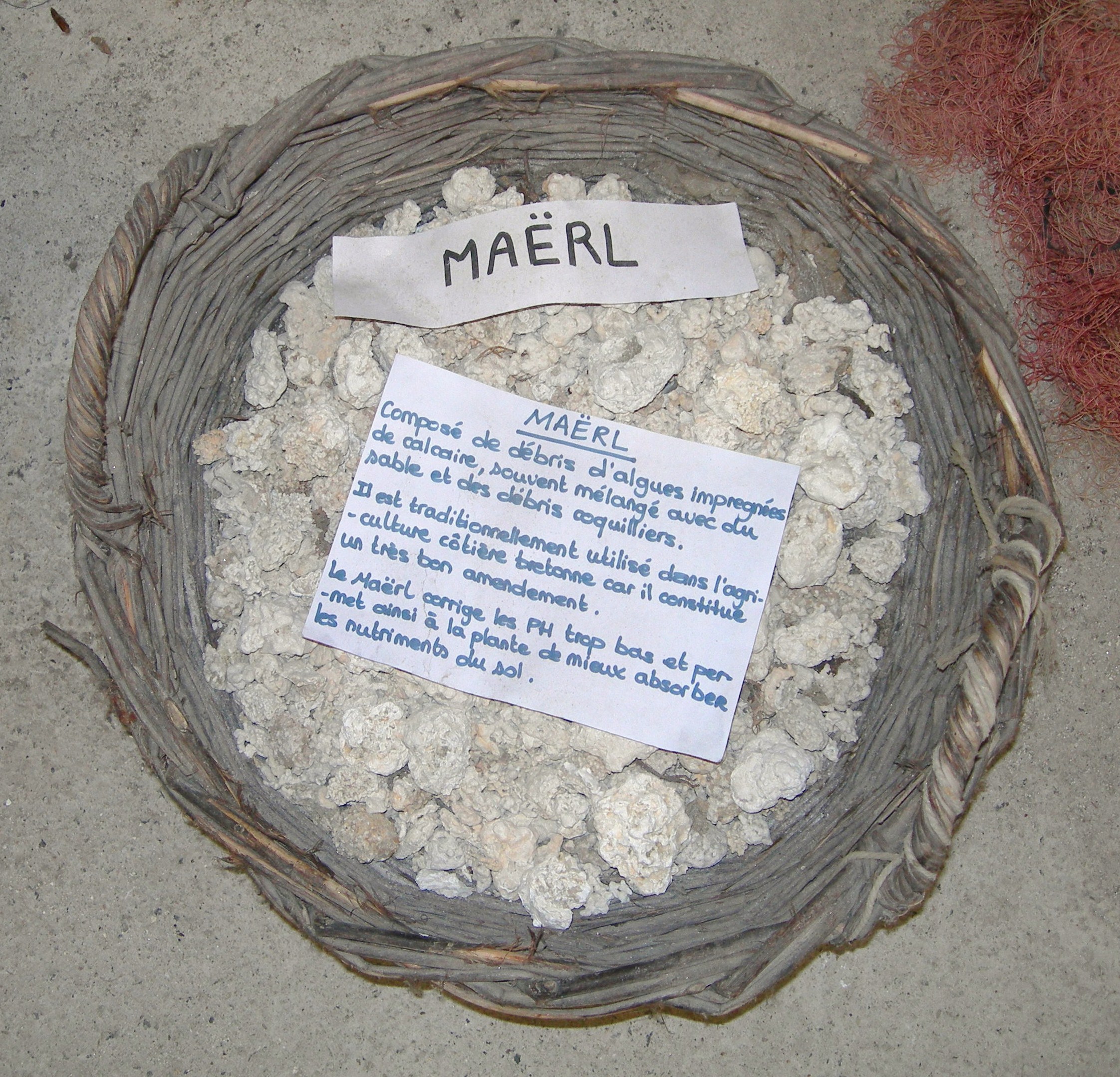 Maerl fragments: branching pink calcareous red algae that form slow-growing beds
