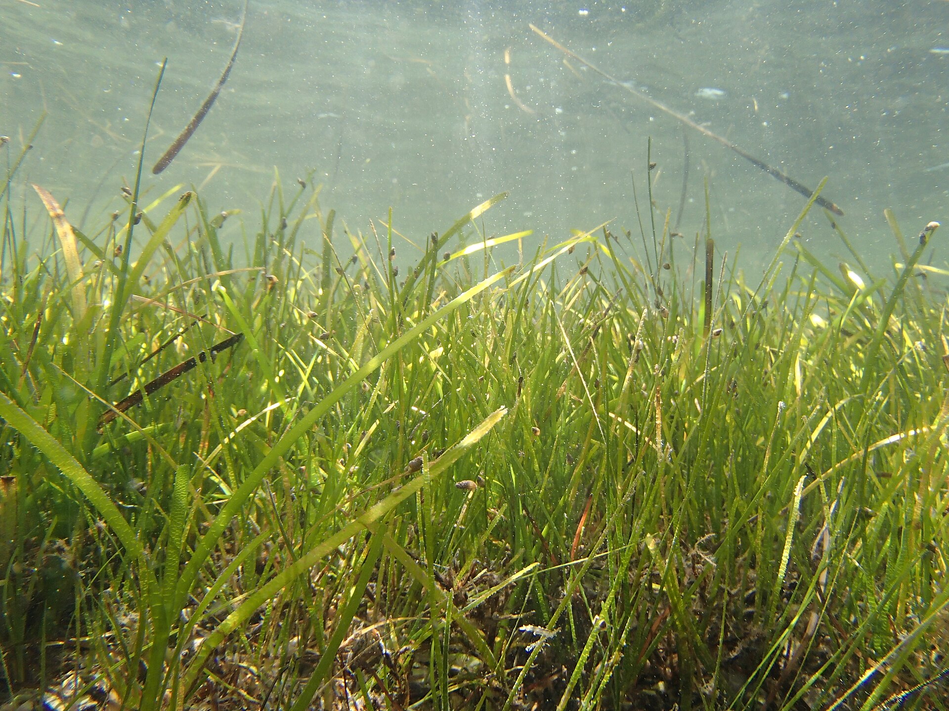 A meadow of eelgrass (Zostera marina) on the seabed in clear shallow water